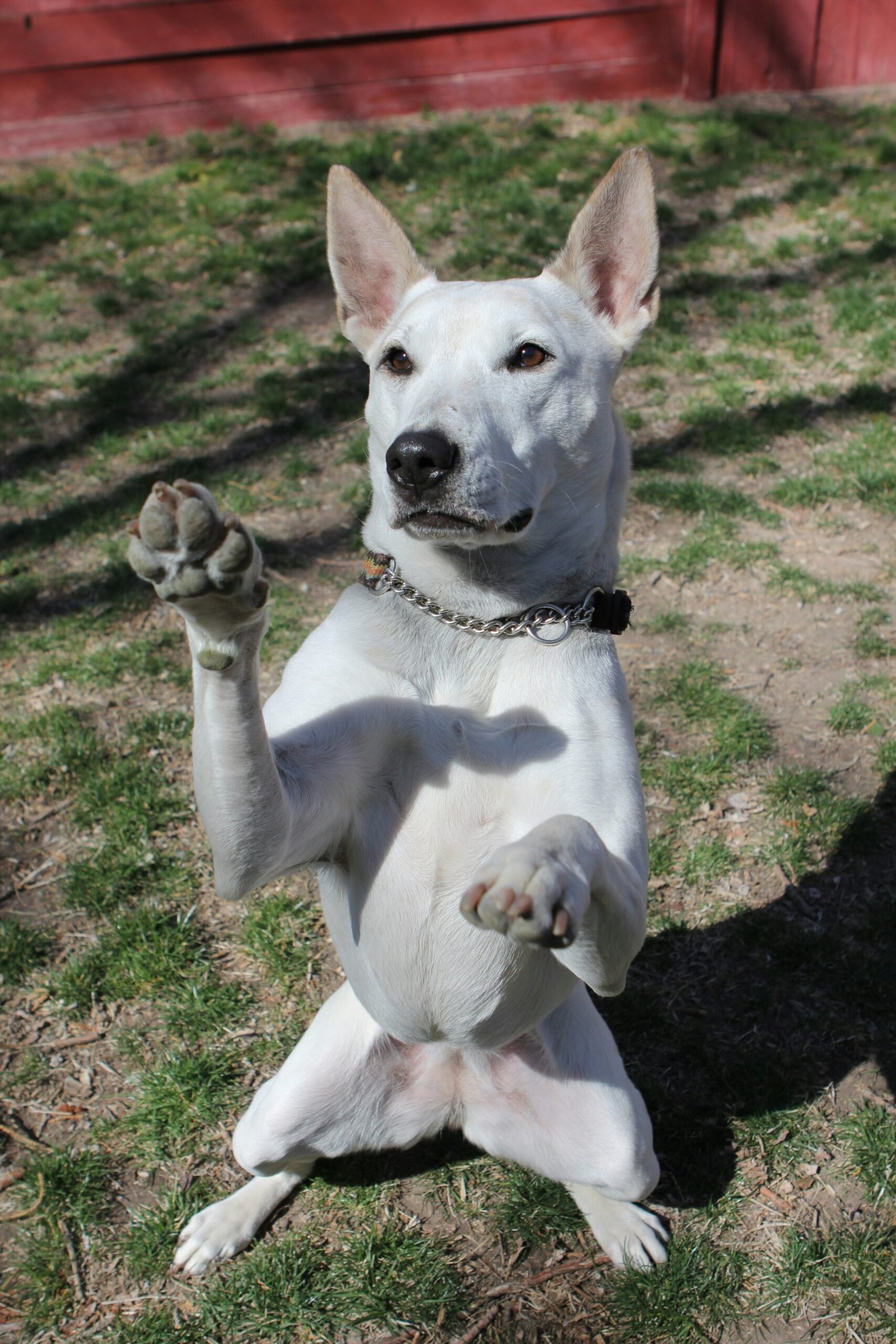 a white dog standing on its hind legs in the grass